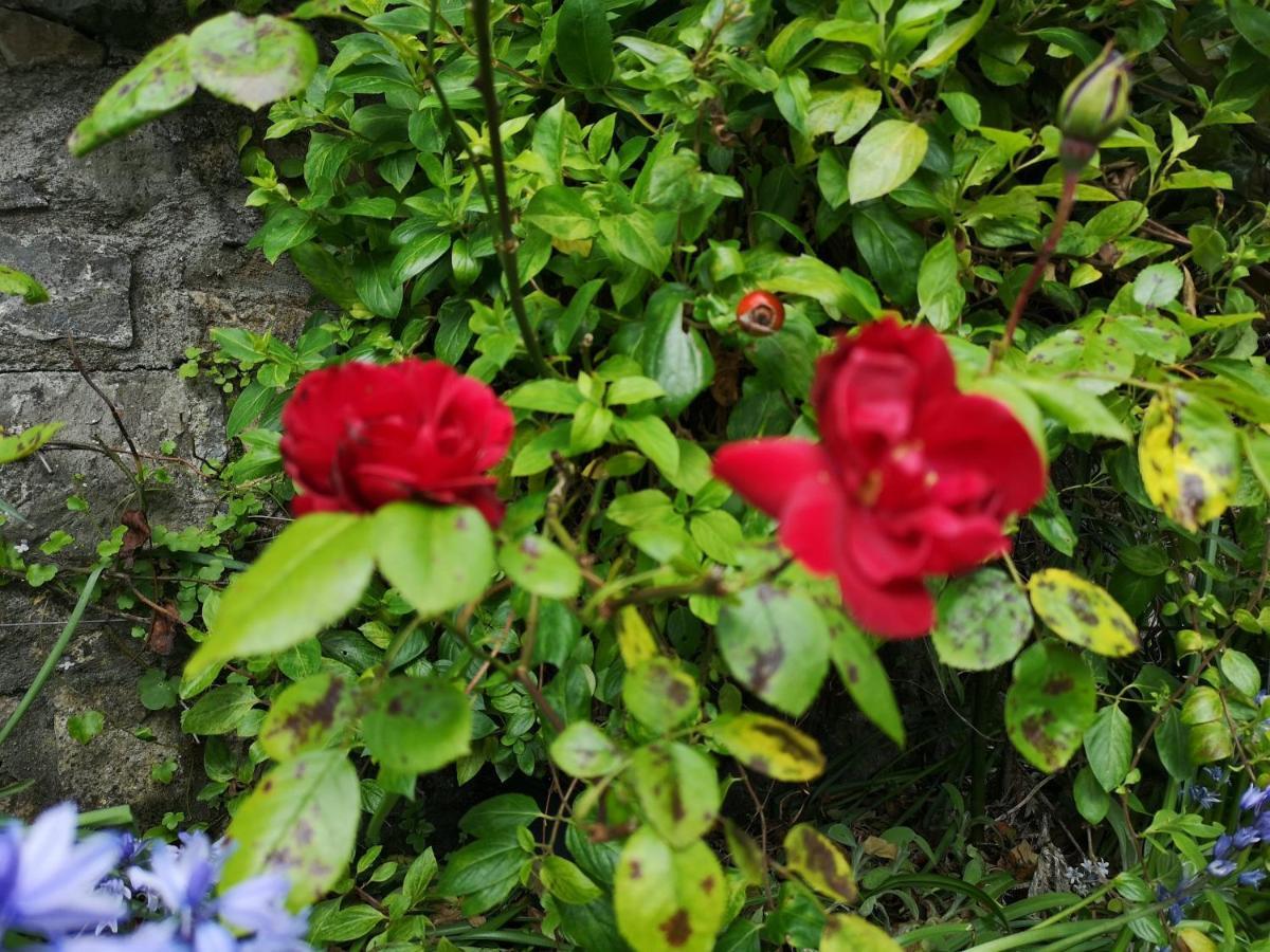 Townsend House Guest House Birr Ngoại thất bức ảnh
